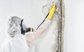 Best Comprehensive Air Testing for Mold Contaminants in USA